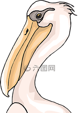 鹈,海鸟,pelecanus erythrorhynchos