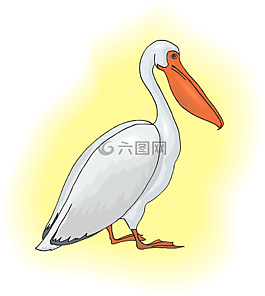 鹈,海鸟,pelecanus erythrorhynchos