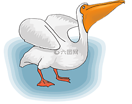 鹈,海鸟,pelecanus erythrorhynchos