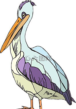 鹈,海鸟,pelecanus erythrorhynchos