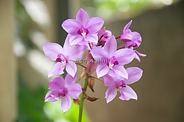花,自然,植物區(qū)系