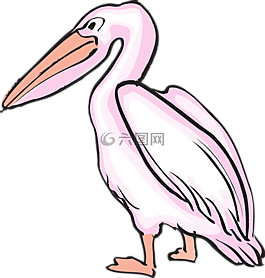鹈,海鸟,pelecanus erythrorhynchos