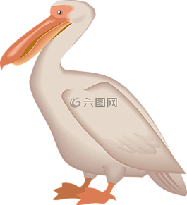 鹈,海鸟,pelecanus erythrorhynchos
