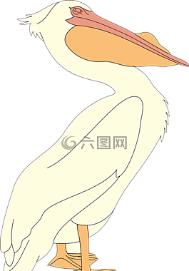 鹈,sea​​bid,pelecanus erythrorhynchos