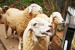 羊,動(dòng)物,自然