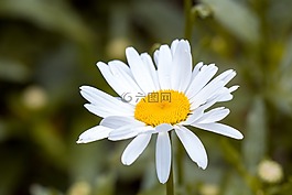瑪格麗特,leucanthemum,復合材料