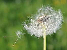 蒲公英,性質(zhì),指出花
