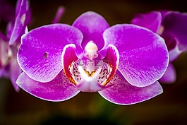 蘭花,花,自然