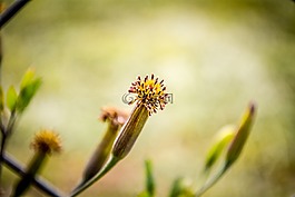 花,特寫,自然