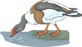 鴨,水,鳥