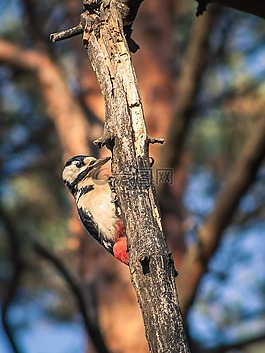鳥,性質,動物