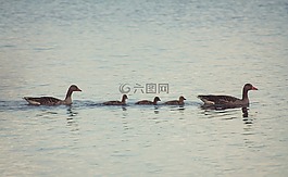 鳥,性質(zhì),動(dòng)物
