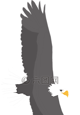 蔓延,鷹,鳥