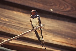 鳥,性質(zhì),動物