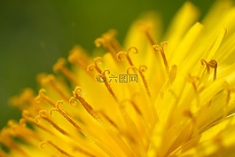 蒲公英,花粉,開花