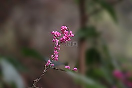 花,自然,植物區(qū)系