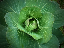 卷心菜,花園,綠色