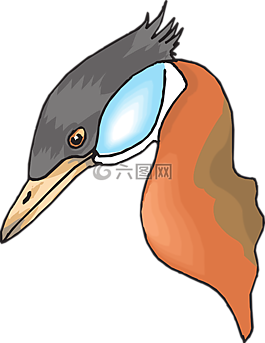 頭,鳥,鴨