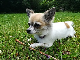 狗,寵物,chihuahua