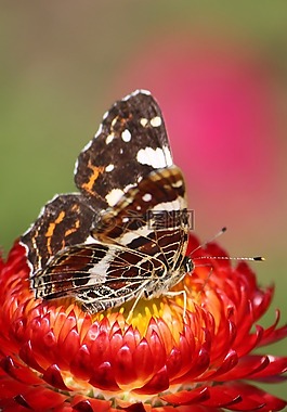 動物,花園,性質(zhì)