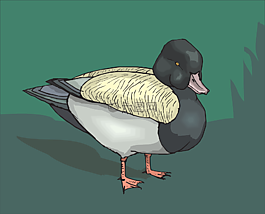 鳥,鴨,草