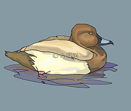 水,棕色,鳥