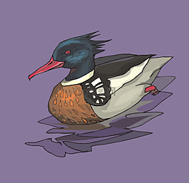 水,鳥(niǎo),鴨