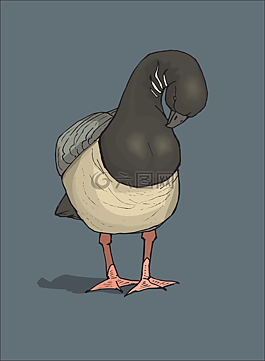 藍色,鳥,鴨