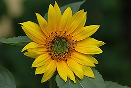向日葵,黃色的花,性質(zhì)