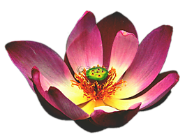 蓮花,花,開花
