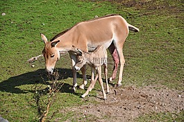 新生兒,哈格,小馬駒