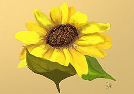太陽花,花園,黃色
