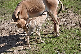 新生兒,哈格,小馬駒
