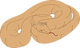蛇,棕色,光