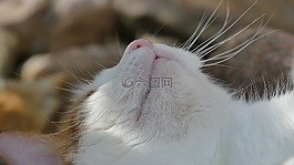 猫,鼻子,睡眠