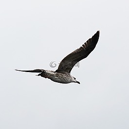 鳥,海鷗,飛