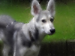 雨,濕,狗