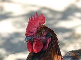 哈恩,鳥,性質(zhì)
