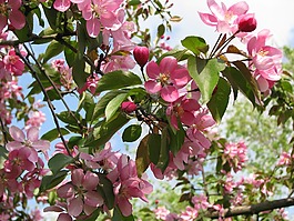 树,粉红色的花朵,樱花