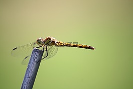 蜻蜓,昆蟲,關(guān)閉