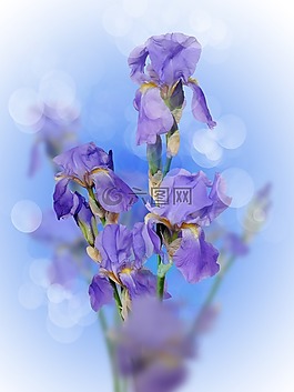 虹膜,紫色的花,春天