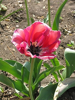 郁金香,粉紅色的花,春天