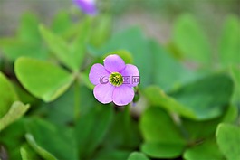 自然,花,快乐