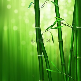竹,绿色,性质