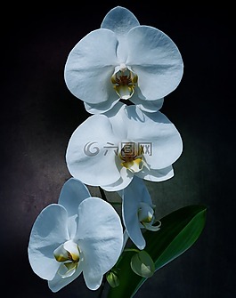 蘭花,花,開花