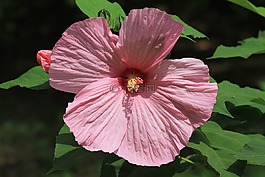 槿,粉色,沼澤芙蓉