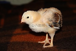 雞,鳥,家禽