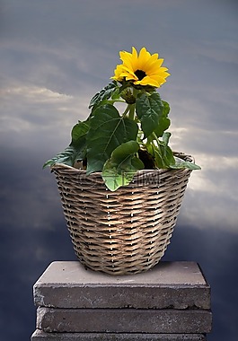 夏花,太陽花,黃色