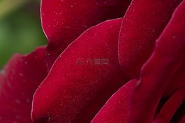 玫瑰,紅色,紅玫瑰