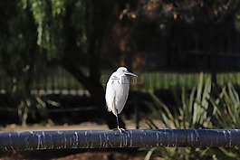 性質(zhì),鳥,生活的本質(zhì)
